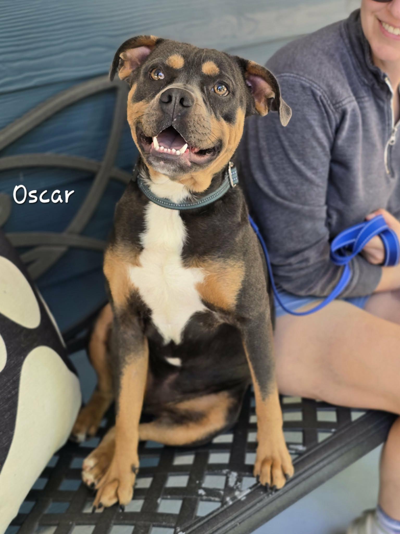 Enlarge Oscar, a Adoptable mixed breed in Bishop, GA image 5/6