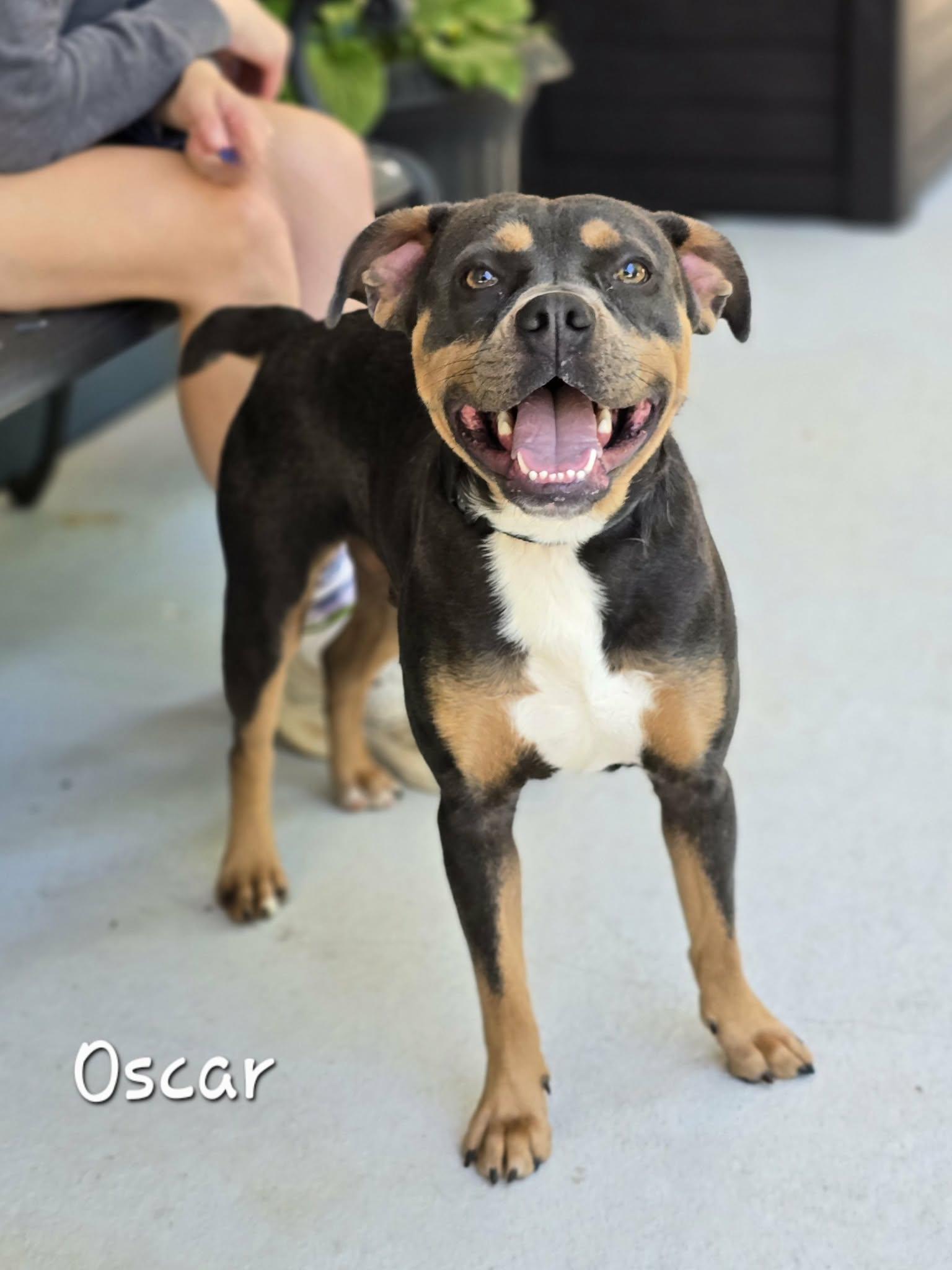 Oscar, Adoptable, Adult Male Mixed Breed.