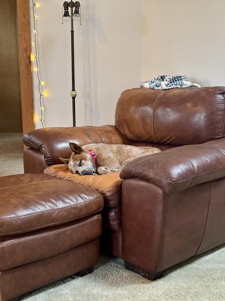 Enlarge Grenadine, a Adoptable Australian Cattle Dog / Blue Heeler in Mansfield, OH image 1/3