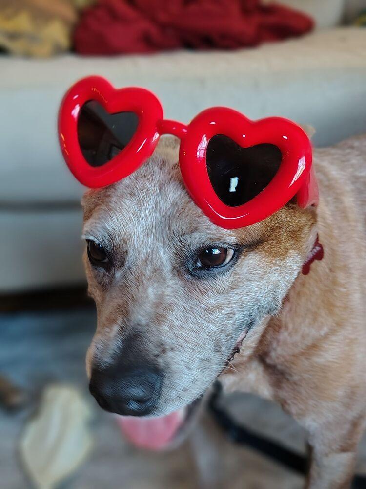 Grenadine, Adoptable, Adult Female Australian Cattle Dog / Blue Heeler.
