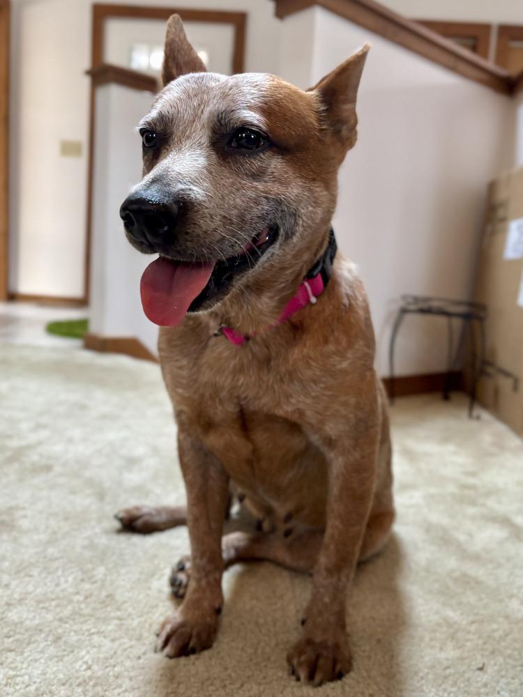 Enlarge Grenadine, a Adoptable Australian Cattle Dog / Blue Heeler in Mansfield, OH image 2/3