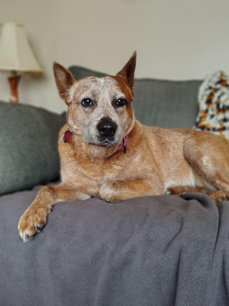 Enlarge Grenadine, a Adoptable Australian Cattle Dog / Blue Heeler in Columbus, OH image 2/4