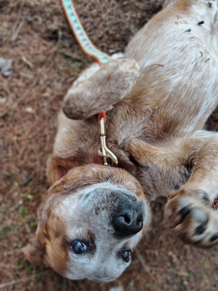 Enlarge Grenadine, a Adoptable Australian Cattle Dog / Blue Heeler in Columbus, OH image 3/4