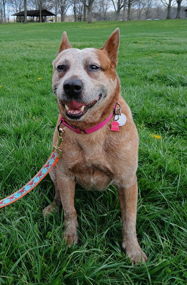 Enlarge Grenadine, a Adoptable Australian Cattle Dog / Blue Heeler in Columbus, OH image 4/4