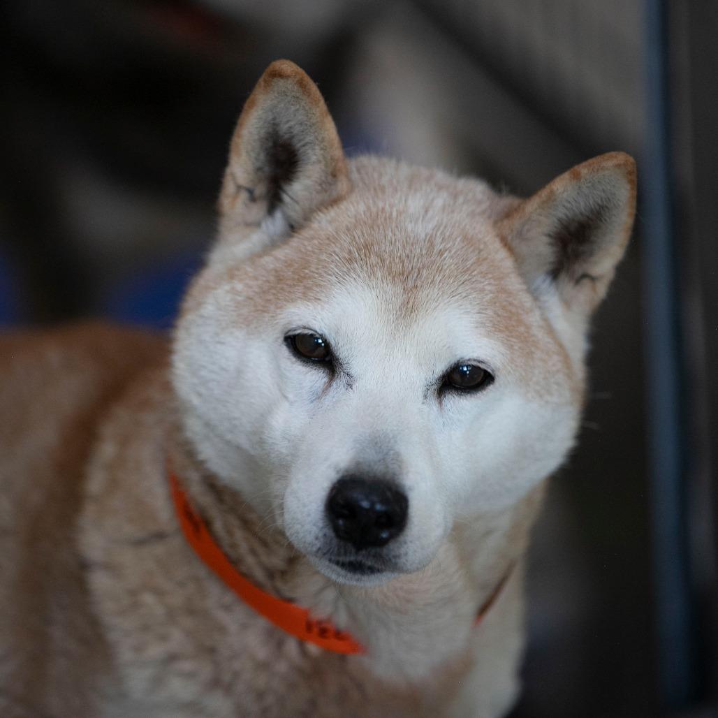 Enlarge Paisley (MR26-331), a Adoptable Shiba Inu in Peyton, CO image 1/6