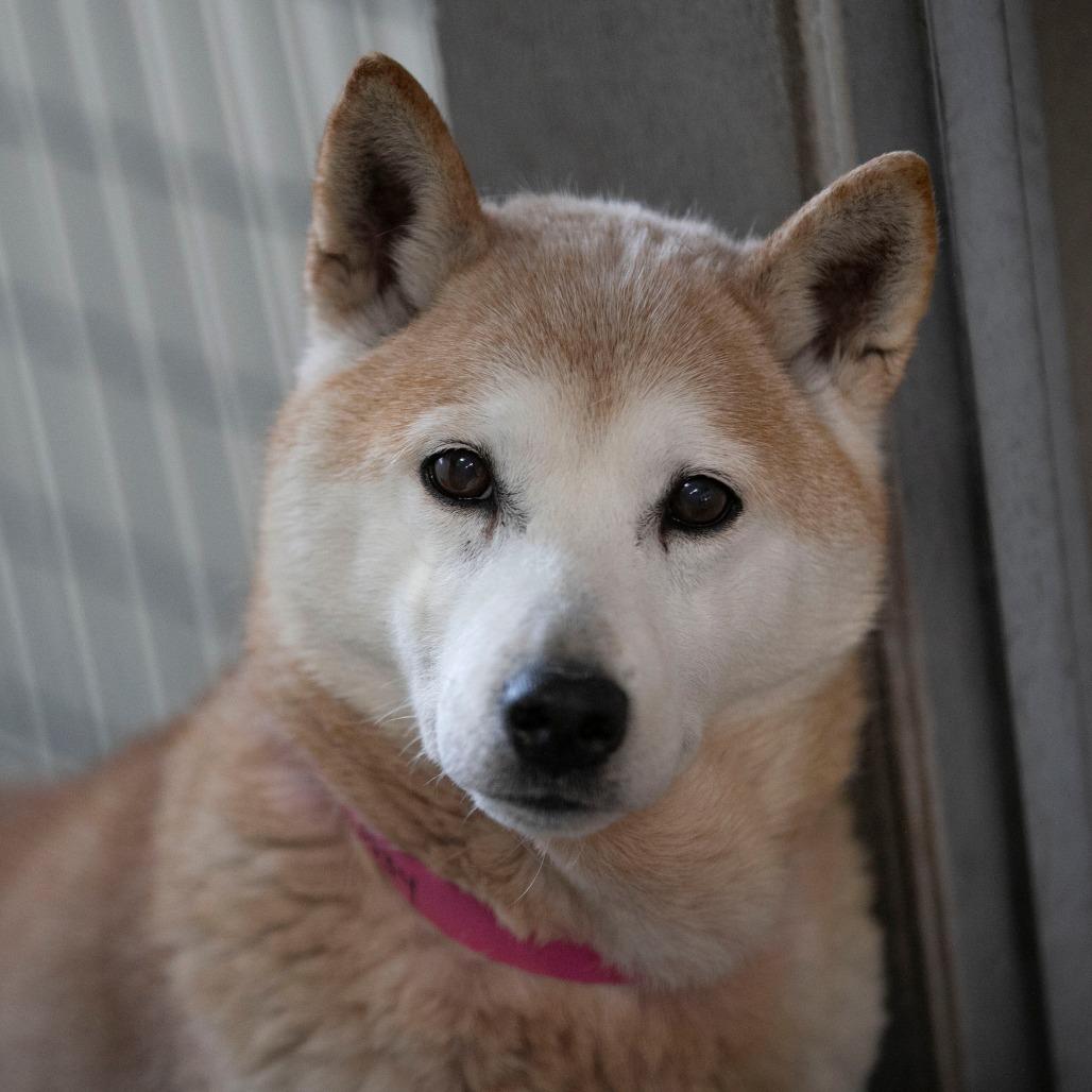 Enlarge Paisley (MR26-331), a Adoptable Shiba Inu in Peyton, CO image 2/6