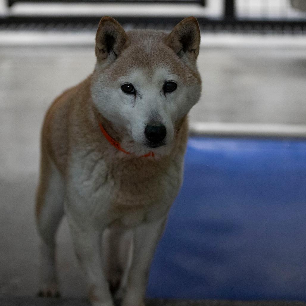 Enlarge Paisley (MR26-331), a Adoptable Shiba Inu in Peyton, CO image 3/6