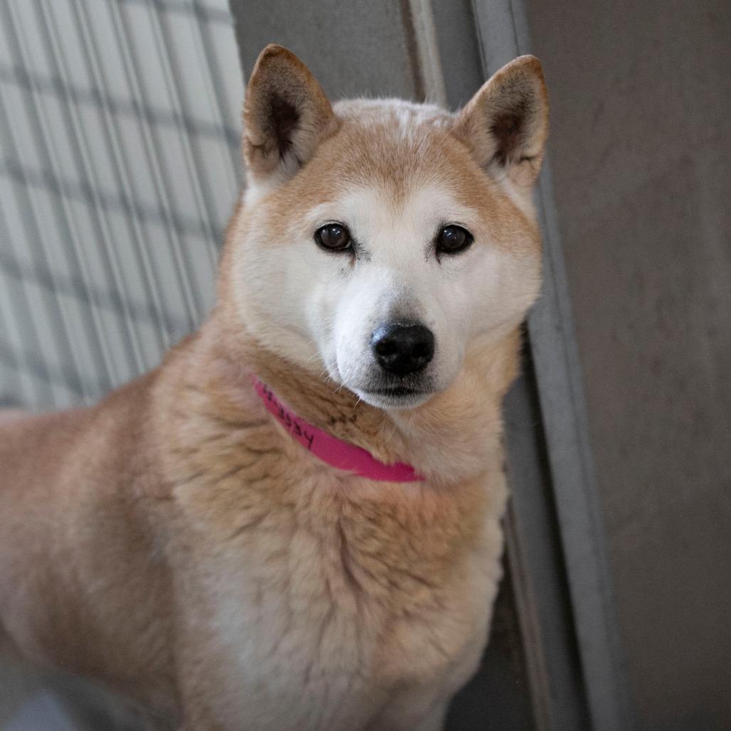Enlarge Paisley (MR26-331), a Adoptable Shiba Inu in Peyton, CO image 4/6