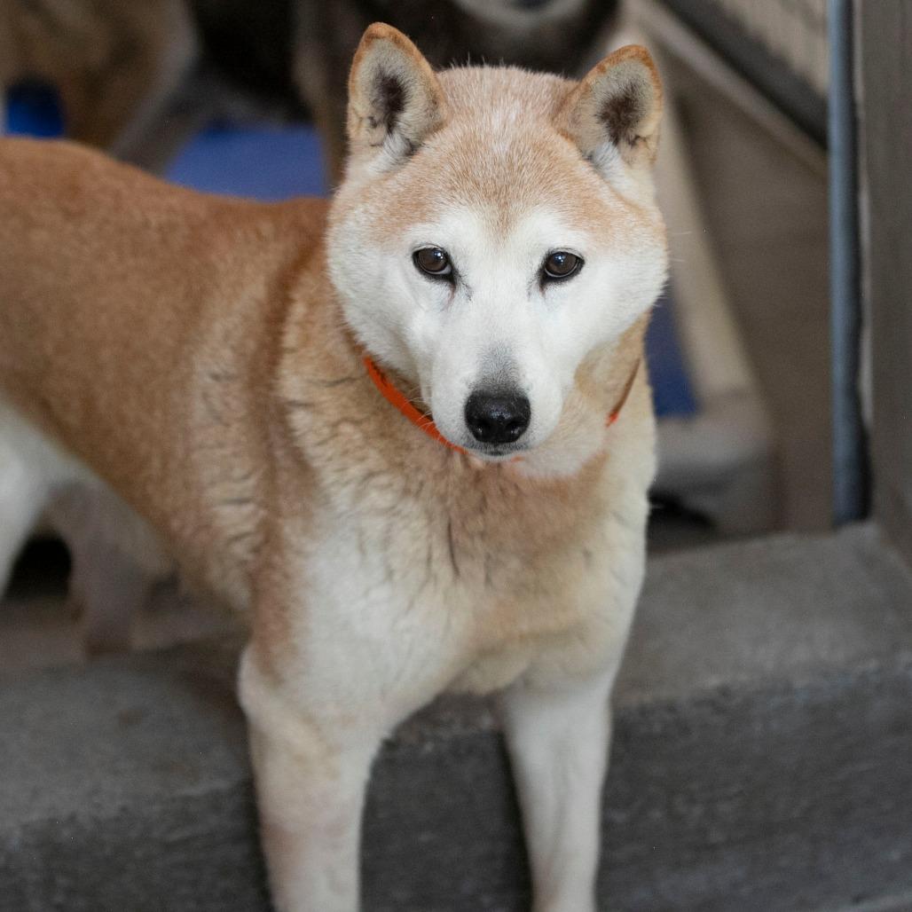 Enlarge Paisley (MR26-331), a Adoptable Shiba Inu in Peyton, CO image 5/6