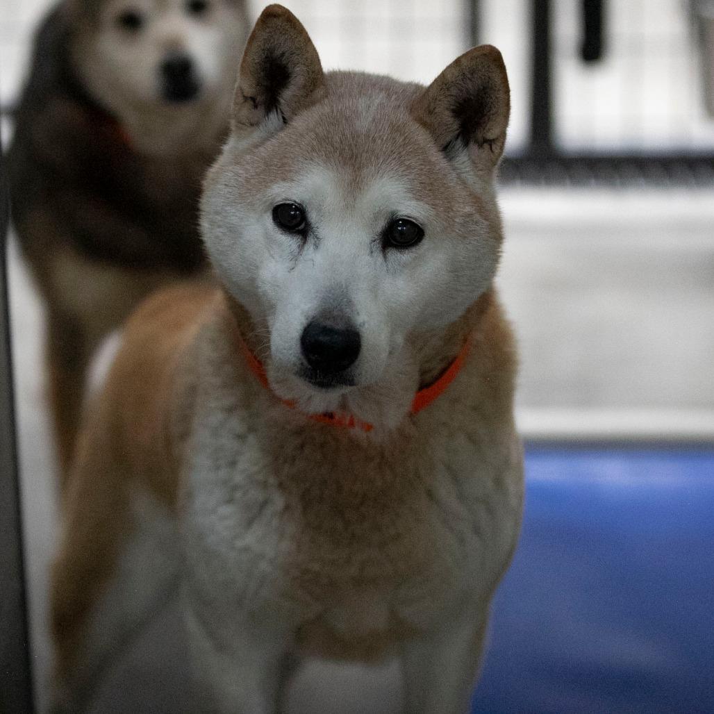 Enlarge Paisley (MR26-331), a Adoptable Shiba Inu in Peyton, CO image 6/6