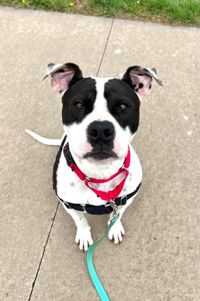 Kugel, Adoptable, Adult Male American Staffordshire Terrier.