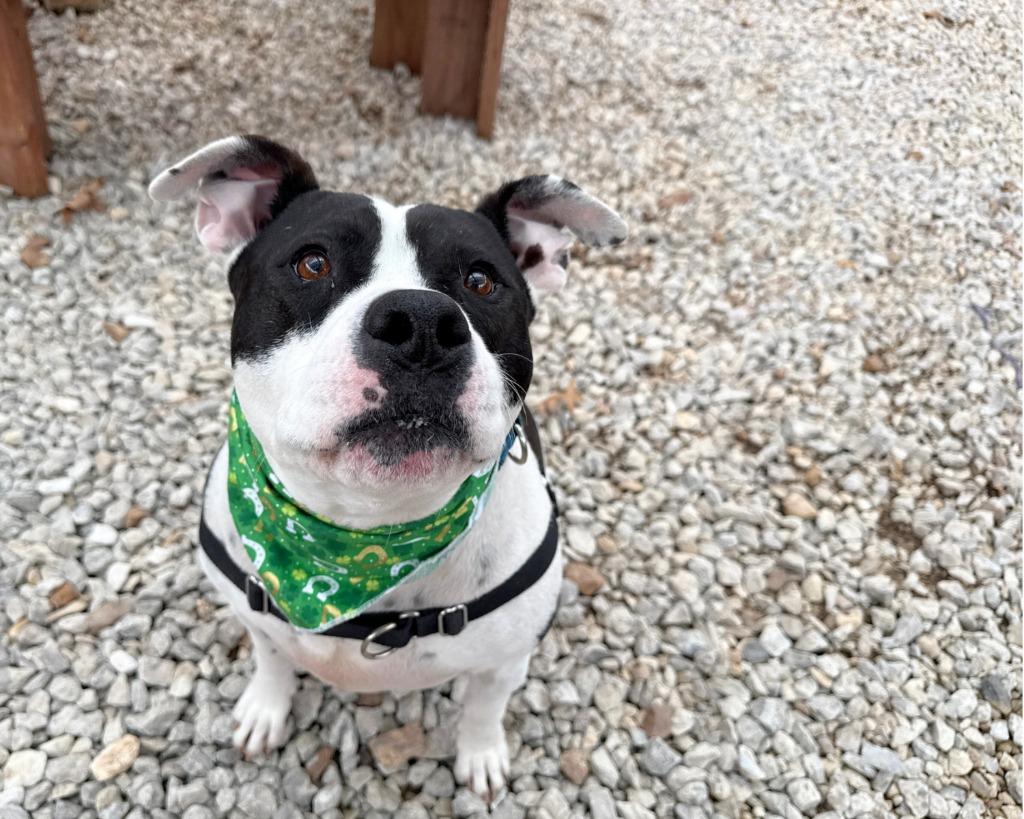 Enlarge Kugel, a Adoptable American Staffordshire Terrier in Lansing, KS image 2/2
