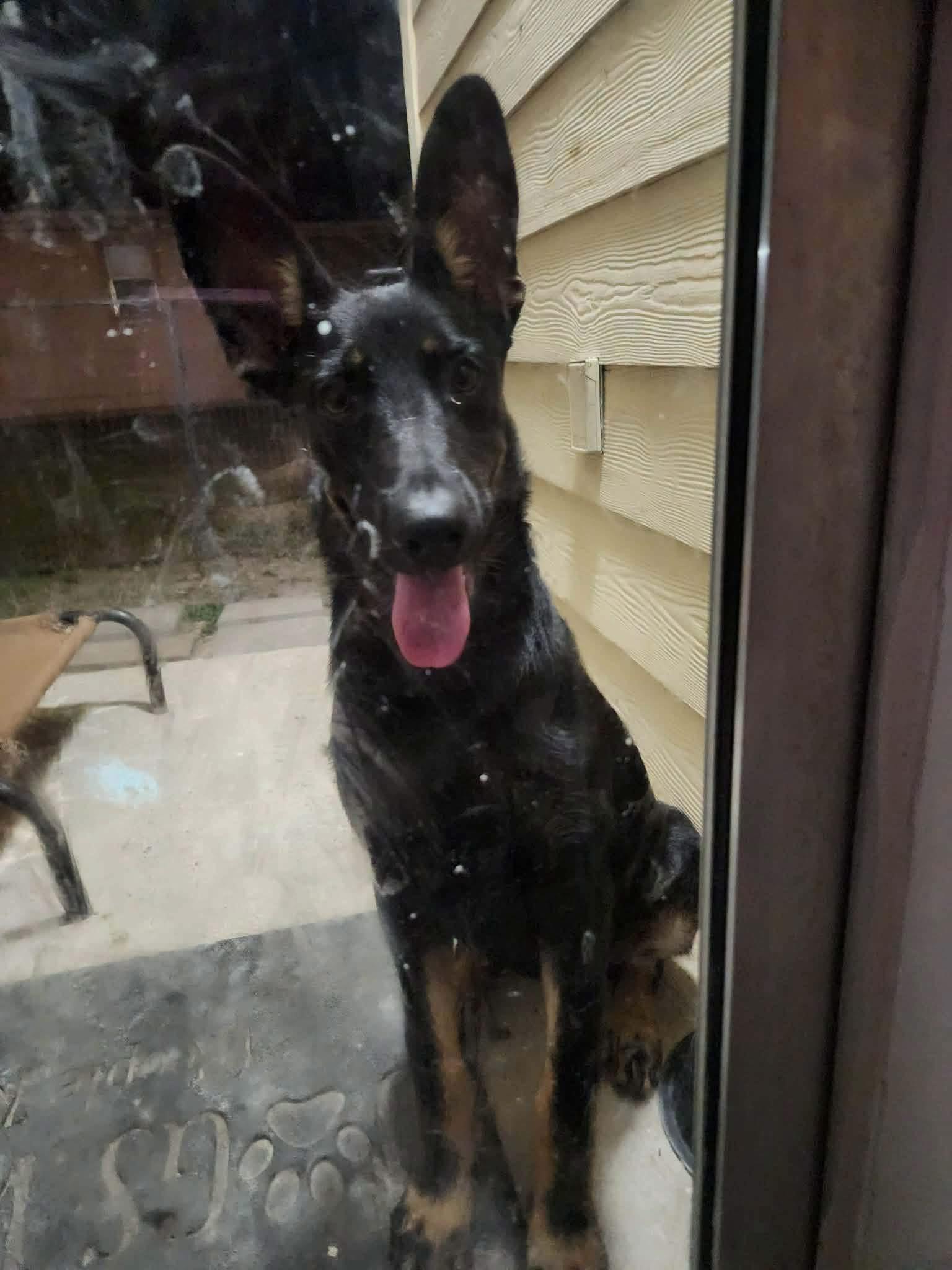 Zara, an adopted German Shepherd Dog in New Rochelle, NY image 2/5