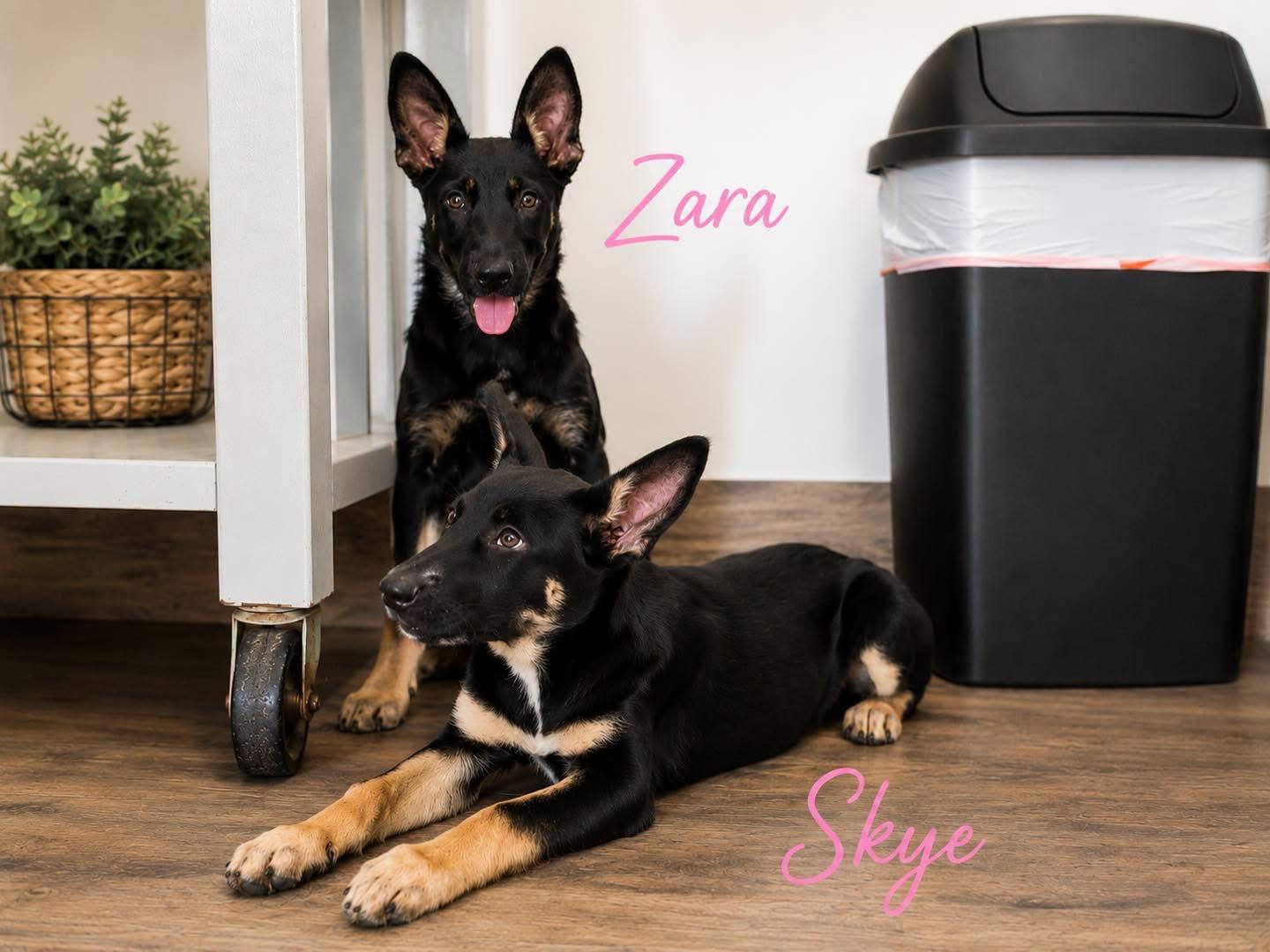 Zara, adopted, Puppy Female German Shepherd Dog.