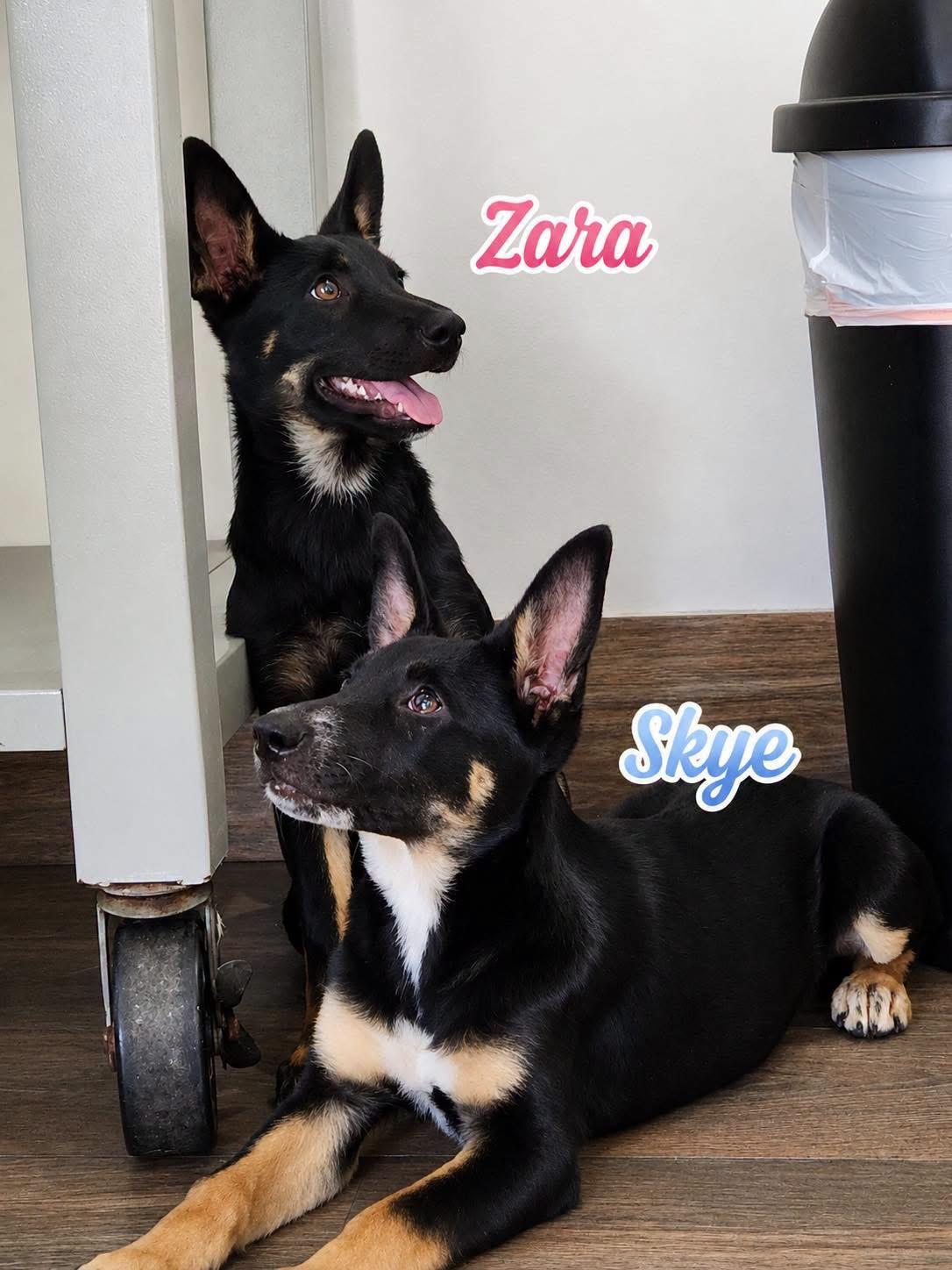 Zara, an adopted German Shepherd Dog in New Rochelle, NY image 4/5