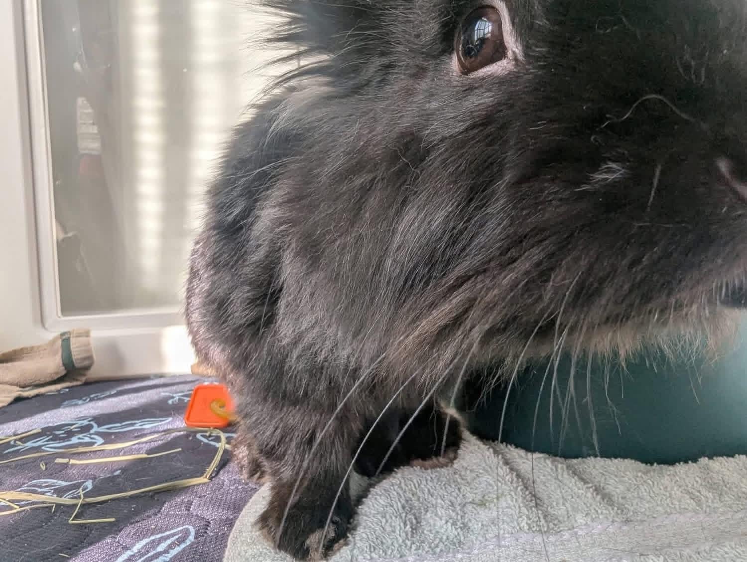 Enlarge Gobstopper and SweetTart , a ADOPTABLE Lionhead in St. Charles, MO image 4/5