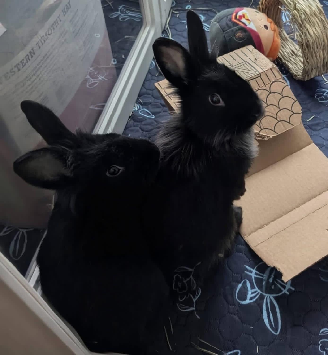 Enlarge Gobstopper and SweetTart , a ADOPTABLE Lionhead in St. Charles, MO image 2/5