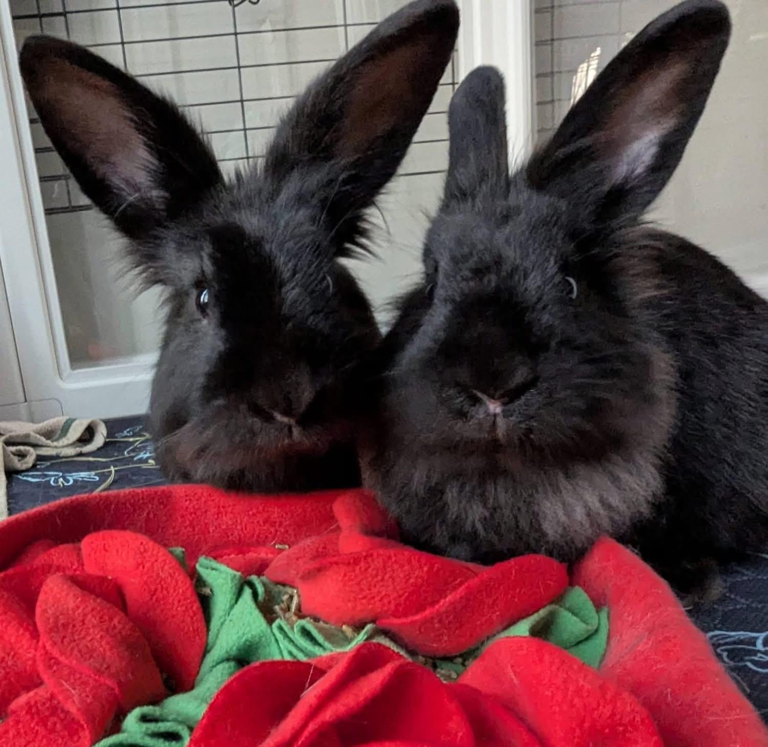 Enlarge Gobstopper and SweetTart , a ADOPTABLE Lionhead in St. Charles, MO image 1/5