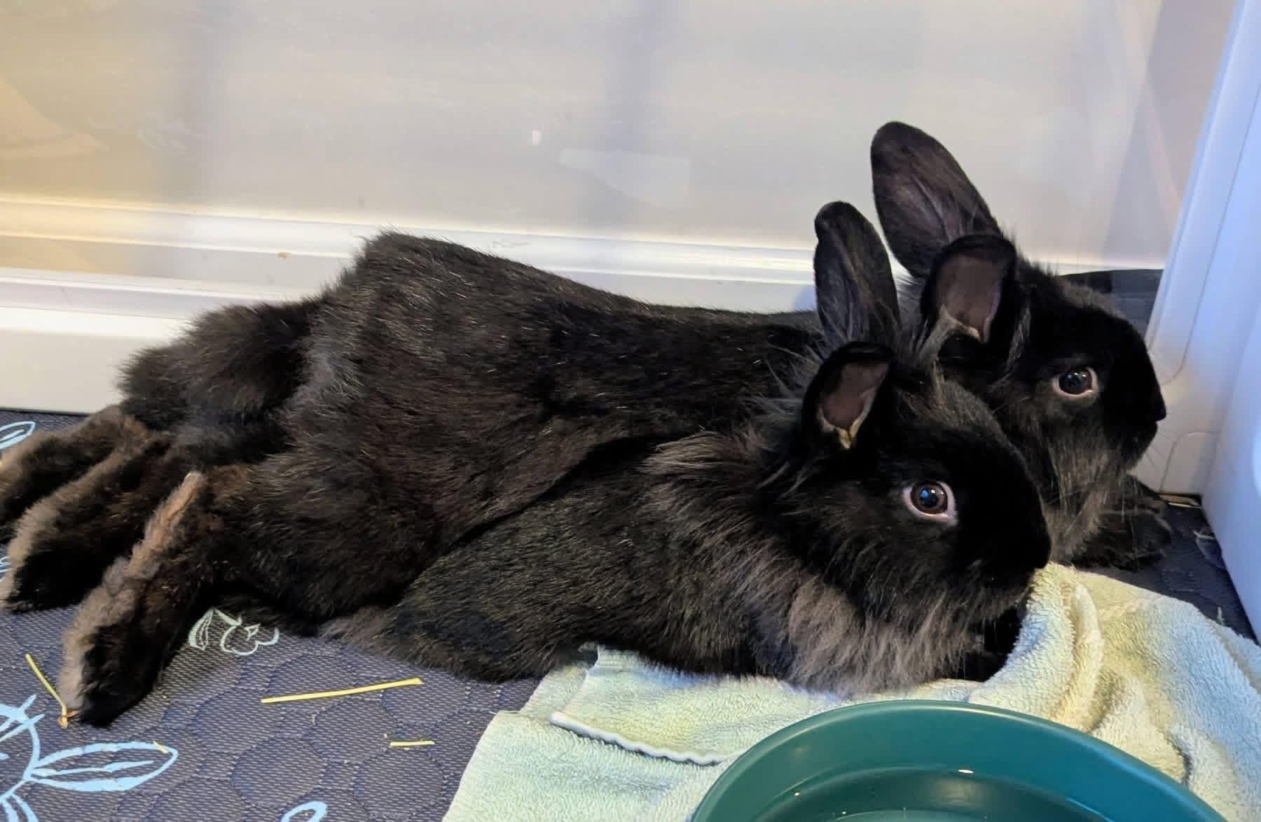 Enlarge Gobstopper and SweetTart , a ADOPTABLE Lionhead in St. Charles, MO image 5/5