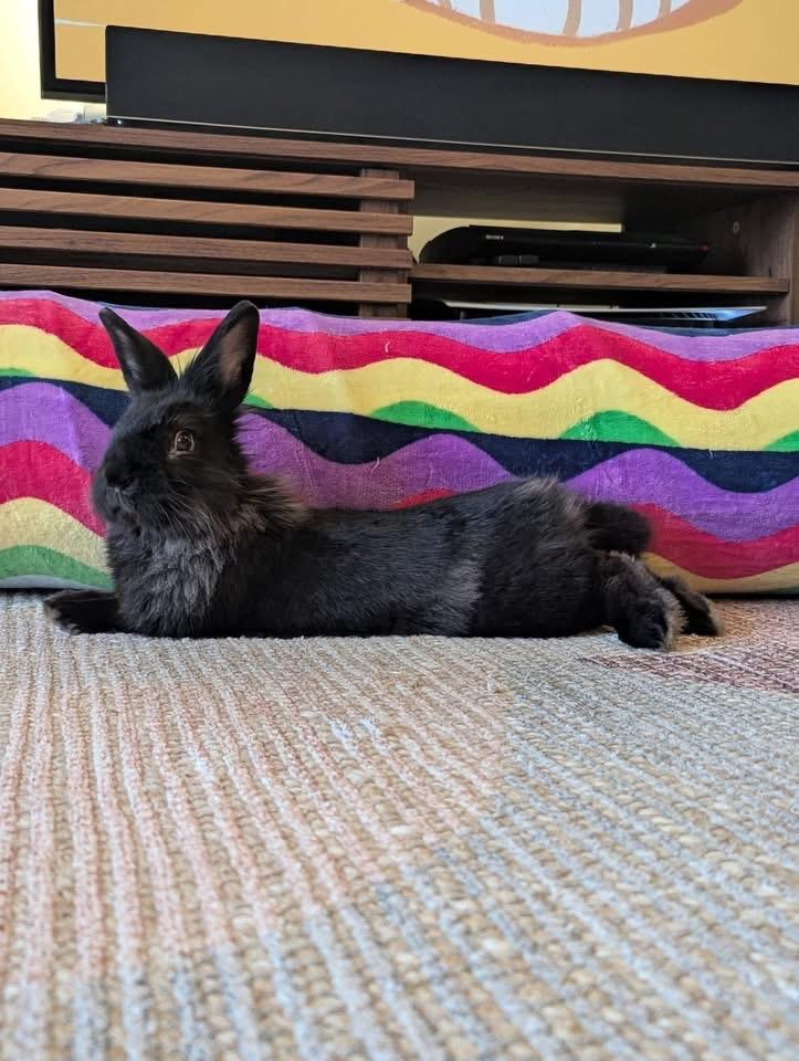 Enlarge Gobstopper and SweetTart , a ADOPTABLE Lionhead in St. Charles, MO image 3/5