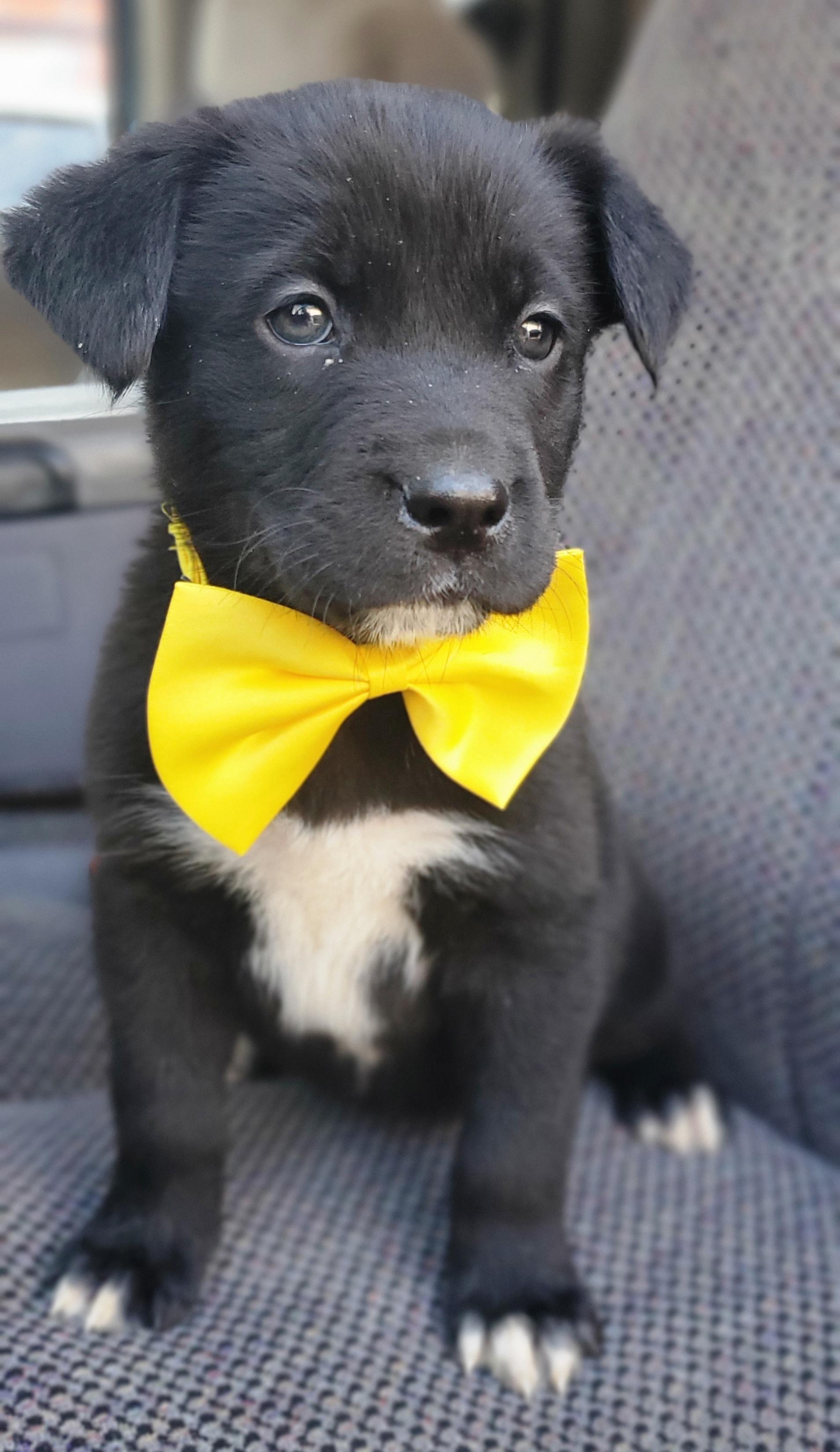 Enlarge Harlow, a Adoptable mixed breed image 2/6