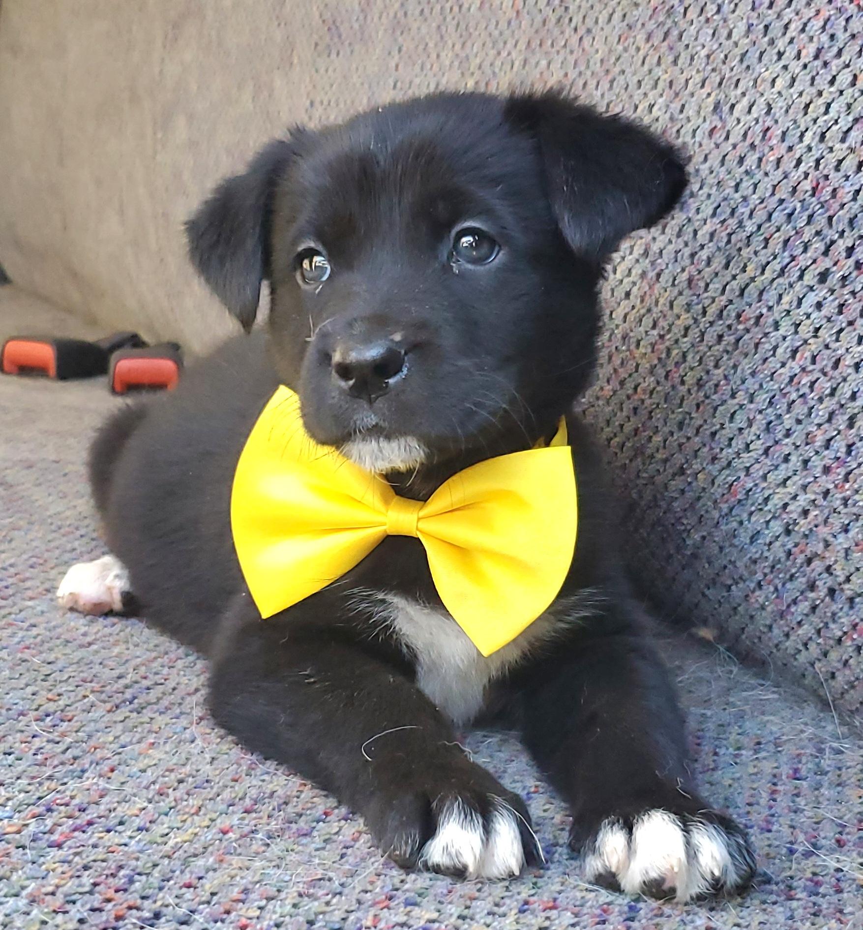 Enlarge Harlow, a Adoptable mixed breed image 3/6