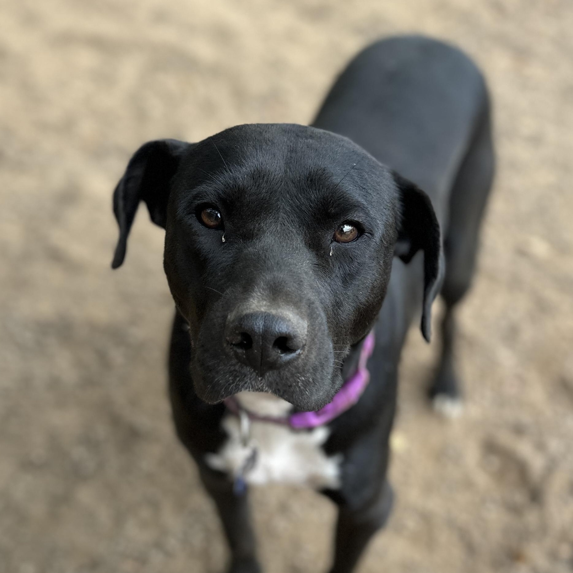 Scooper — thumbnail 3