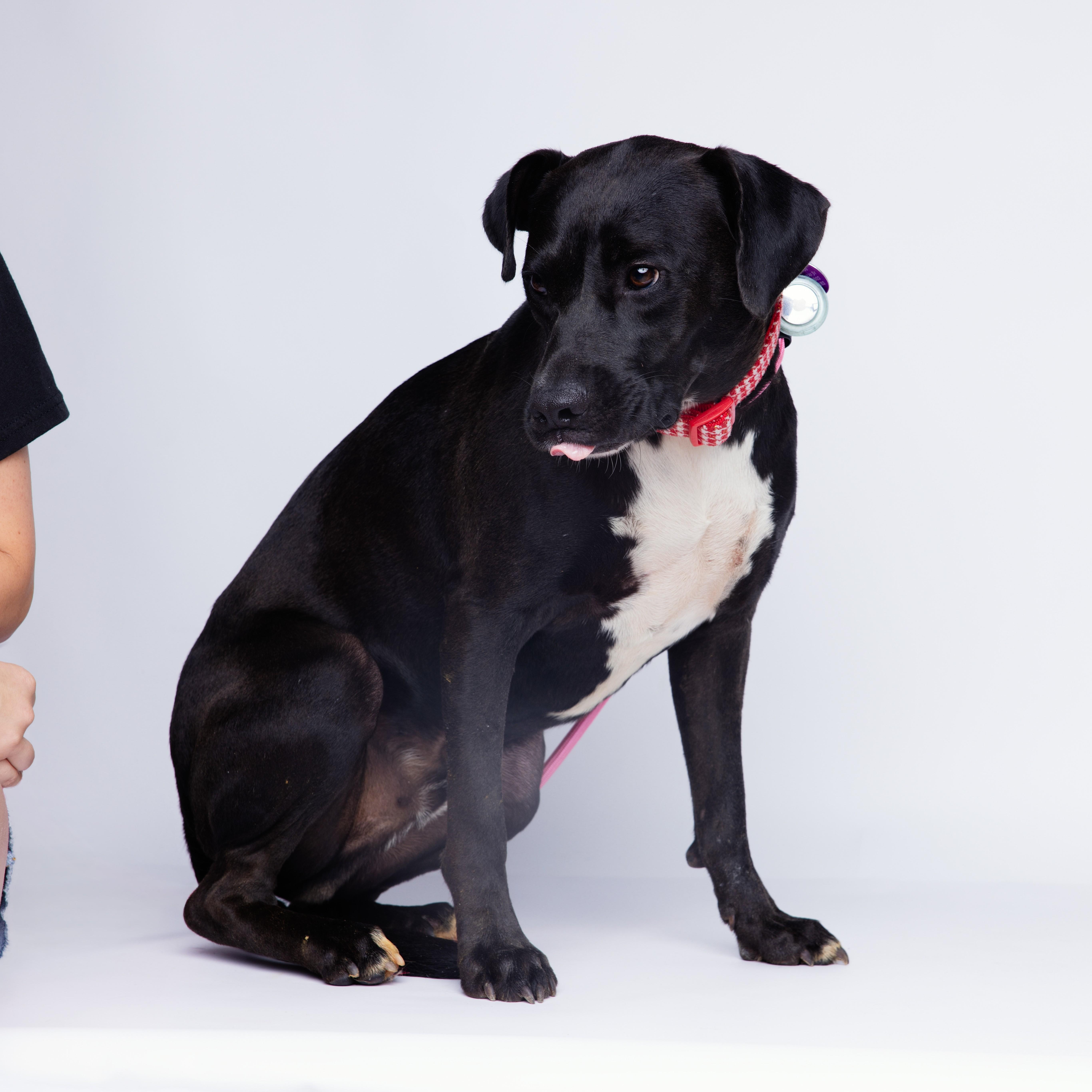 Scooper — thumbnail 5