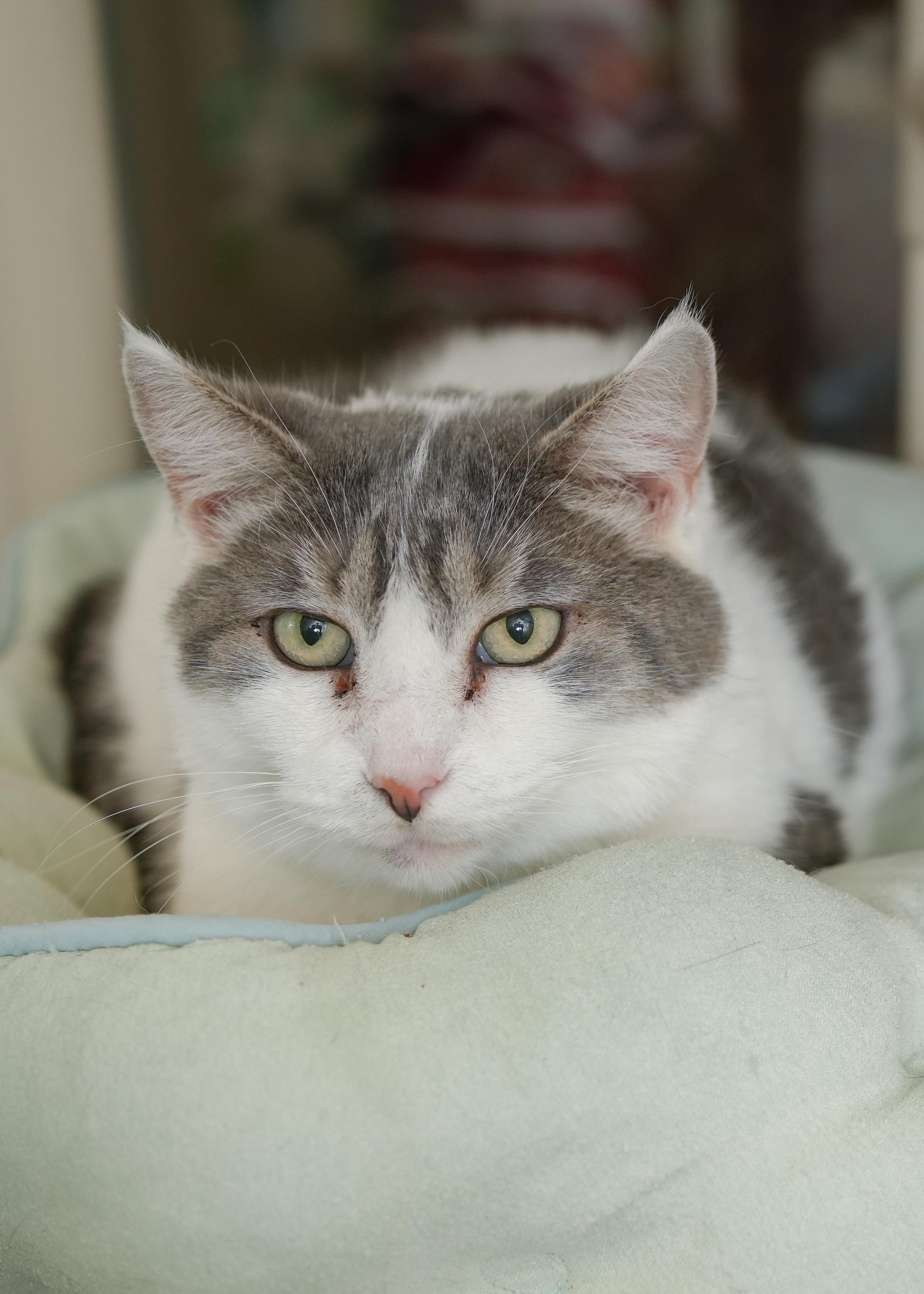 Sweetie, a ADOPTABLE Domestic Short Hair in Boise, ID image 2/3
