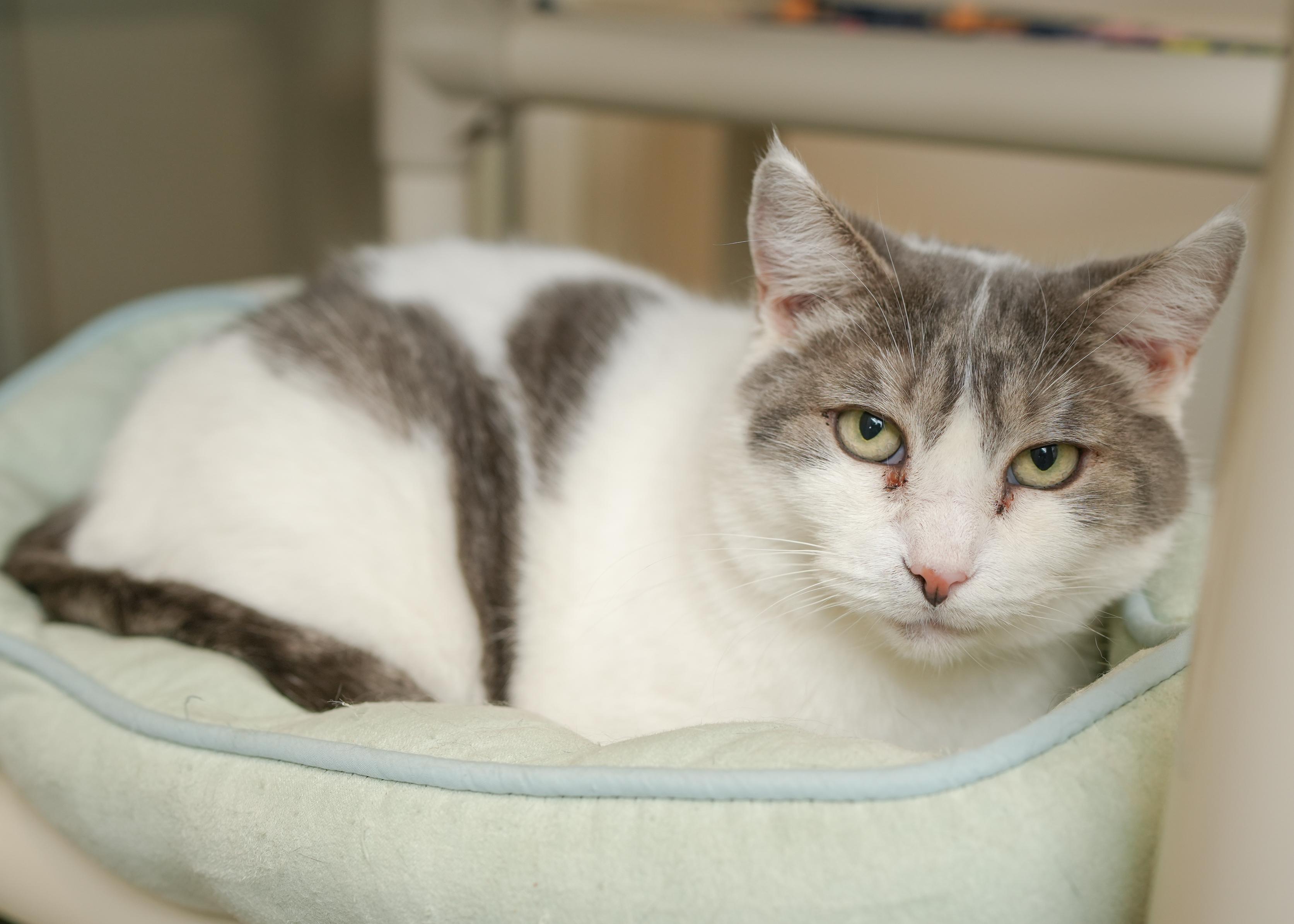 Sweetie, a ADOPTABLE Domestic Short Hair in Boise, ID image 3/3