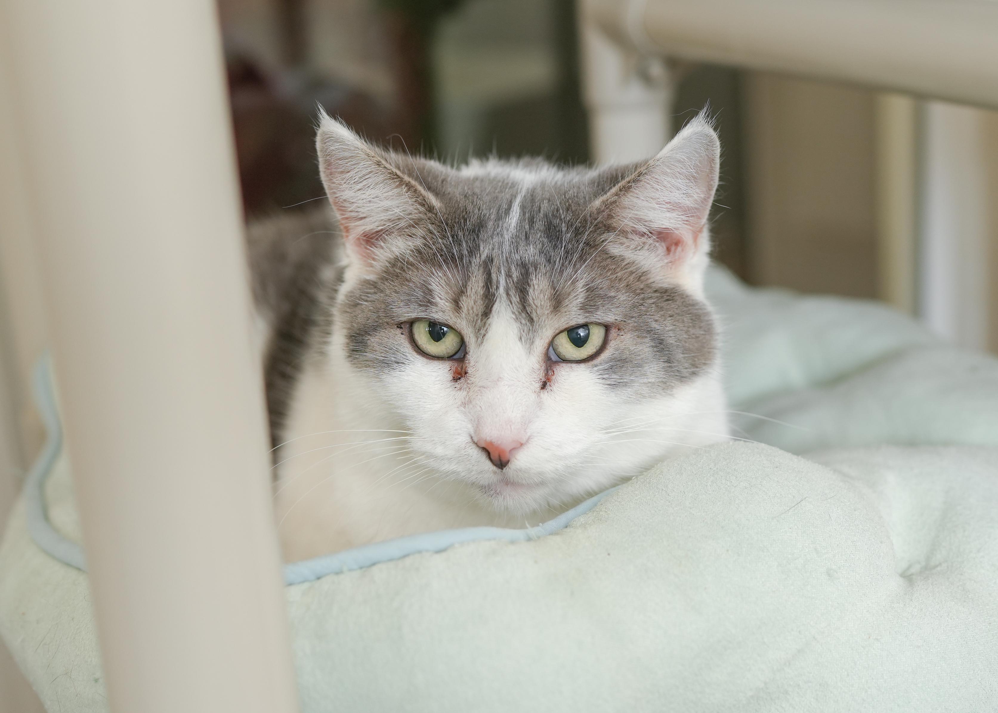 Sweetie, ADOPTABLE, Adult Female Domestic Short Hair.