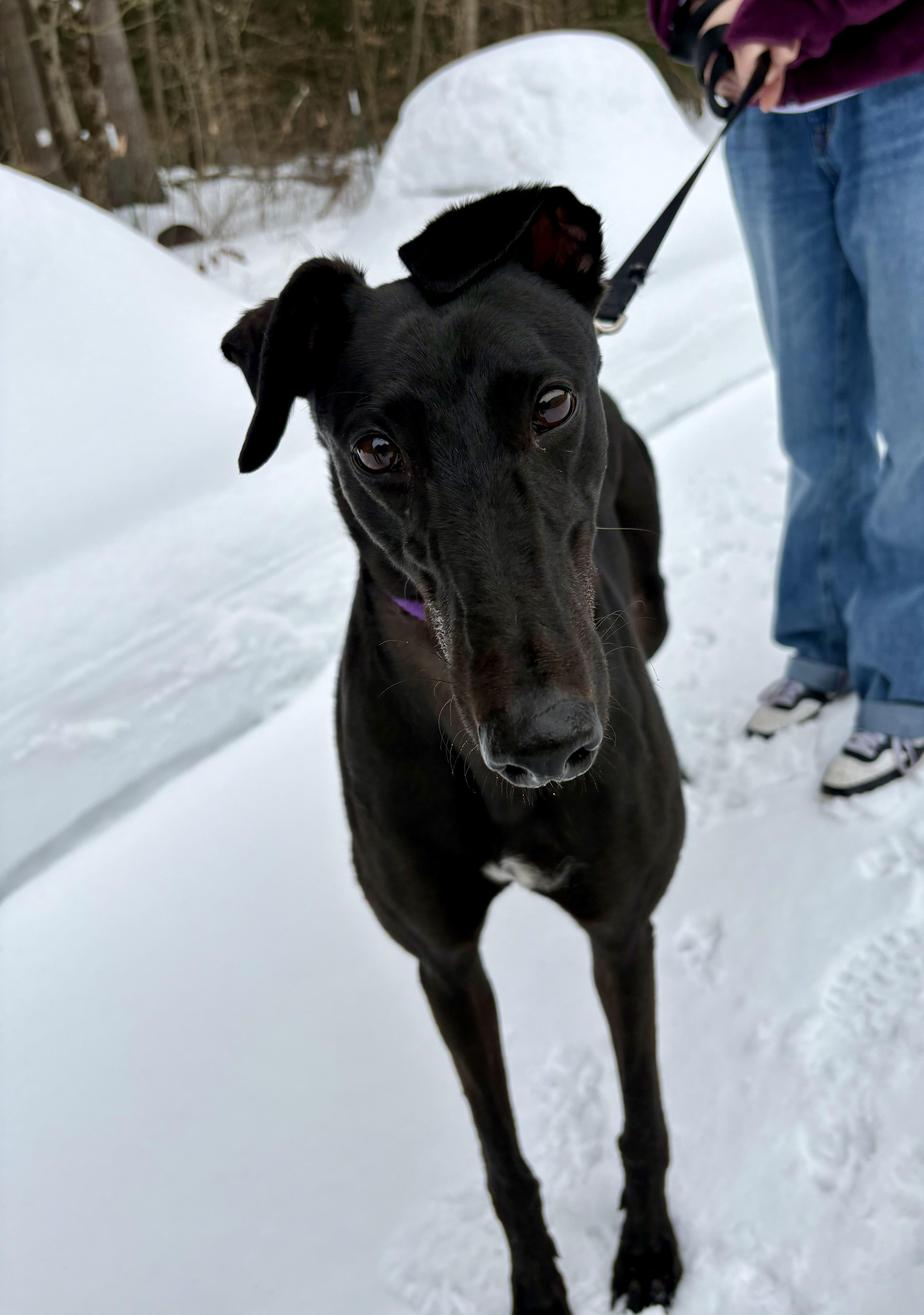 Enlarge Hoppy, a ADOPTABLE Greyhound in Swanzey, NH image 2/4
