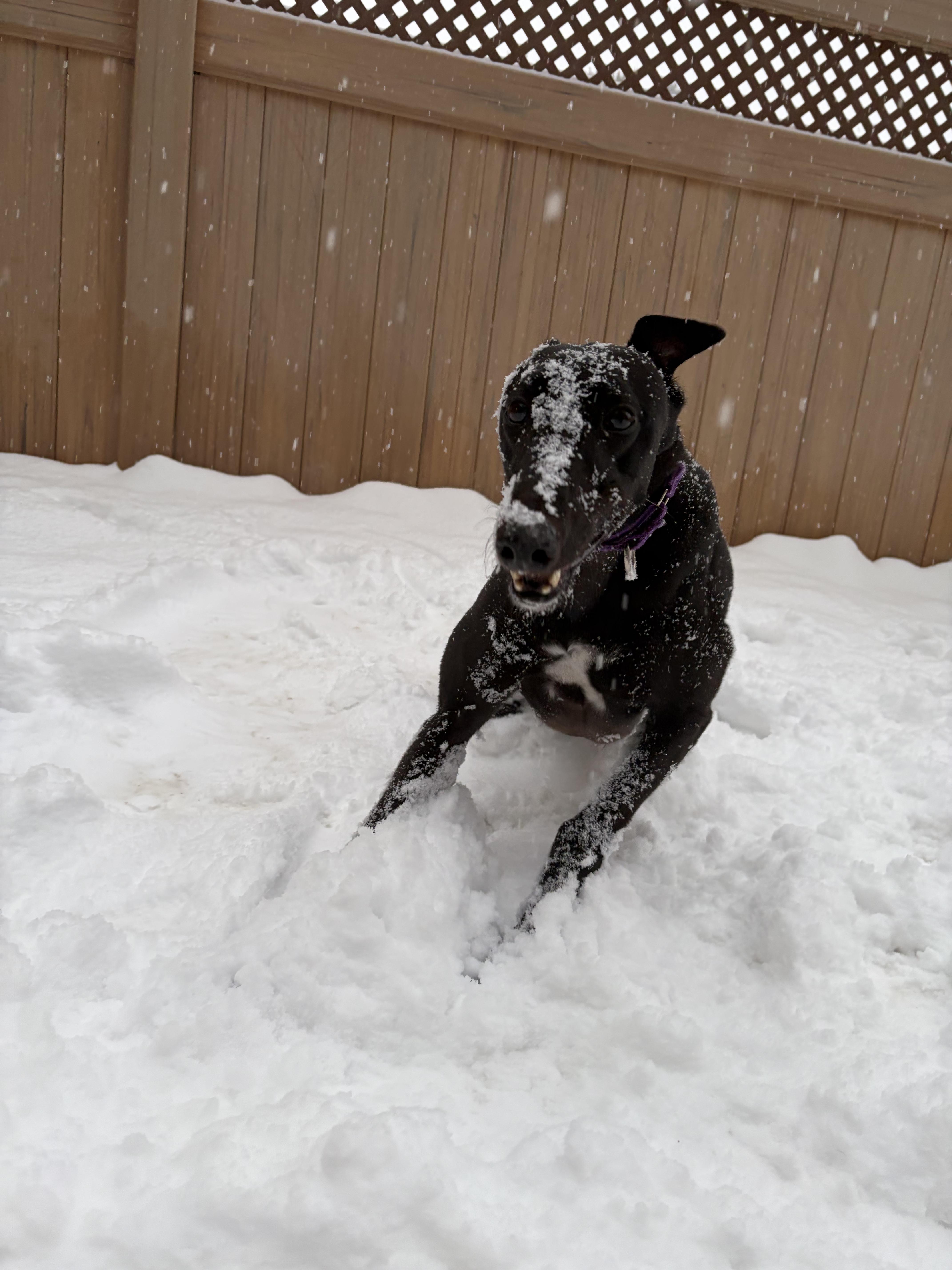 Enlarge Hoppy, a ADOPTABLE Greyhound in Swanzey, NH image 3/4