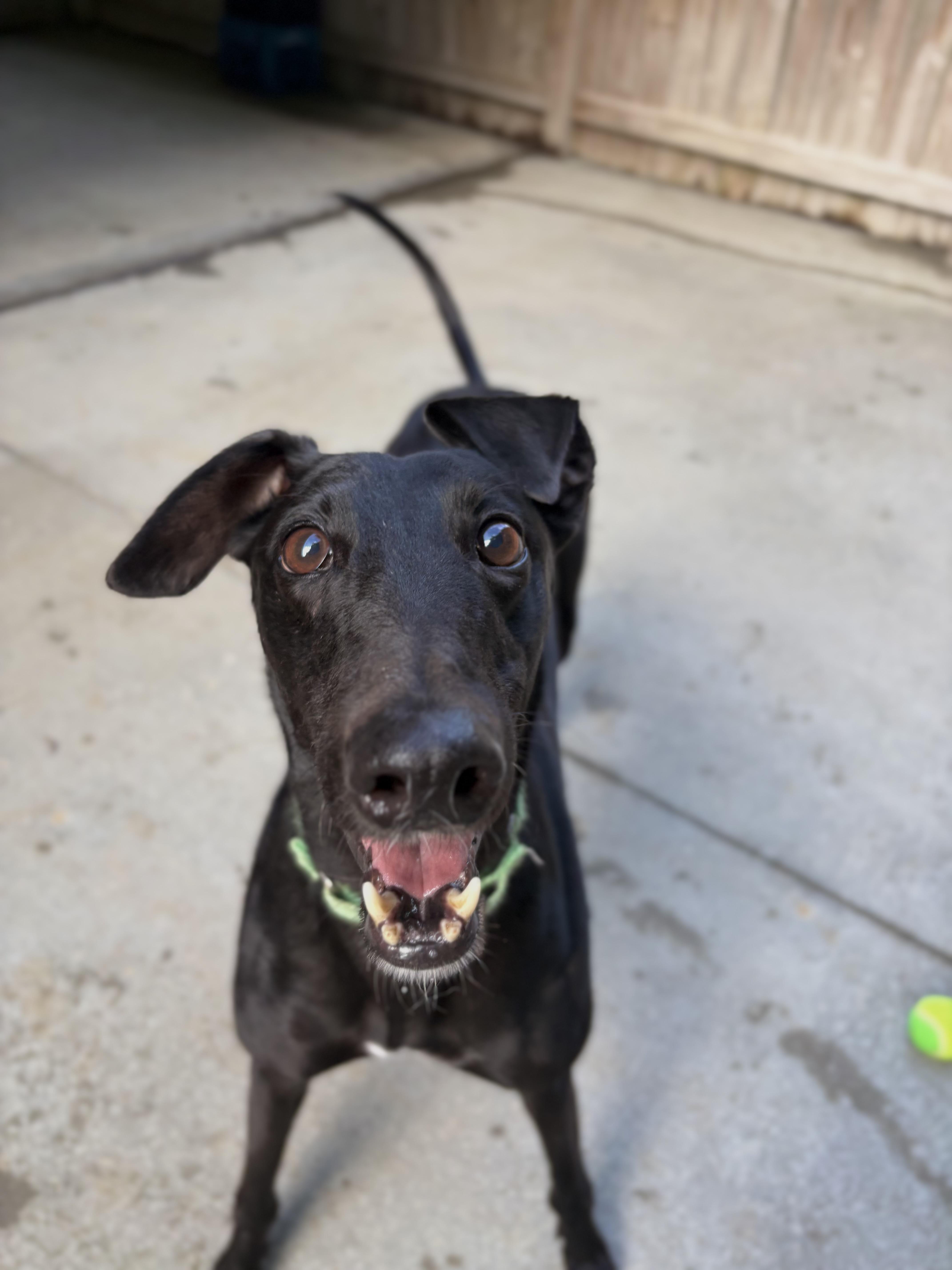 Enlarge Hoppy, a Adoptable Greyhound in Swanzey, NH image 6/6