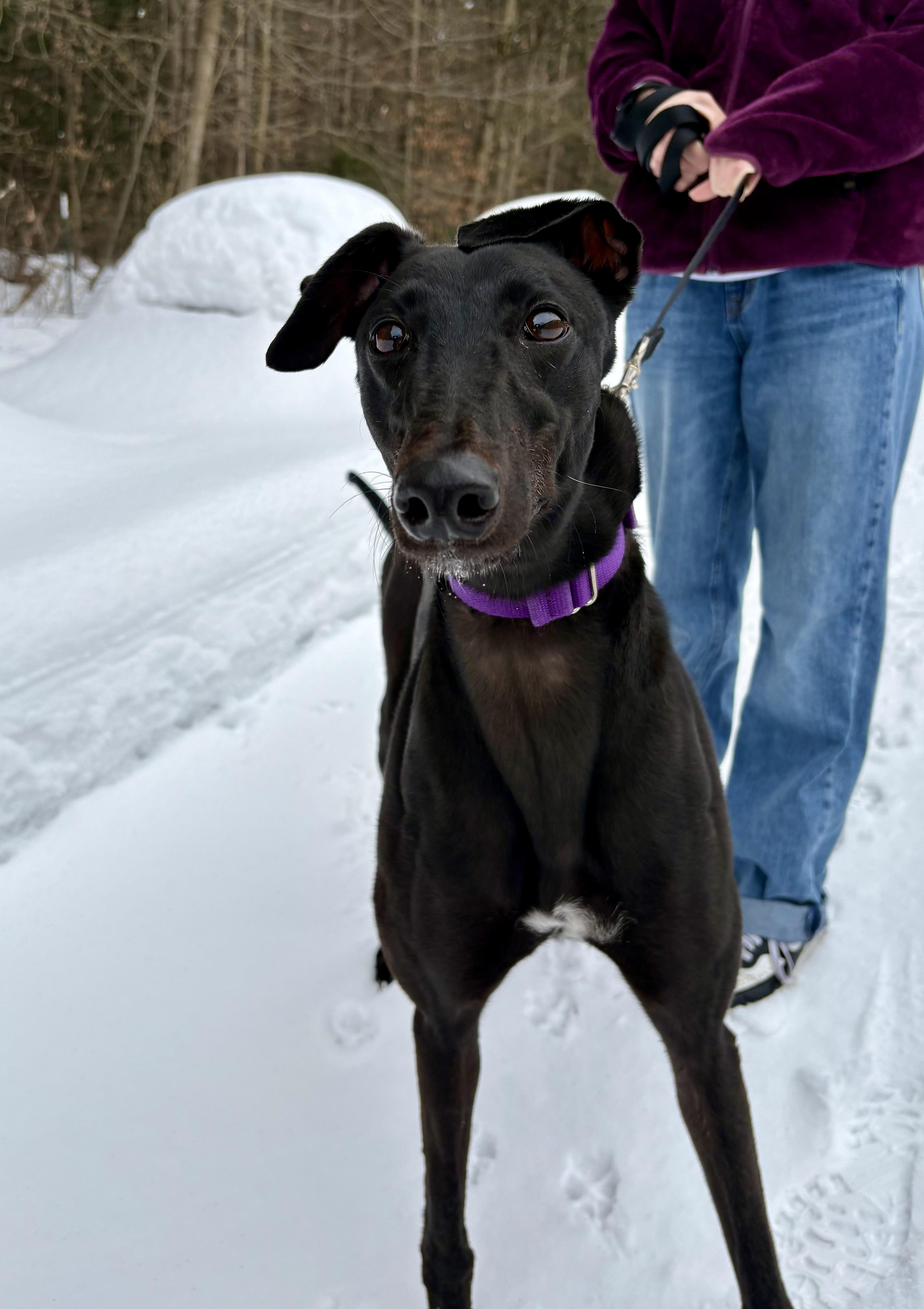 Enlarge Hoppy, a ADOPTABLE Greyhound in Swanzey, NH image 1/4