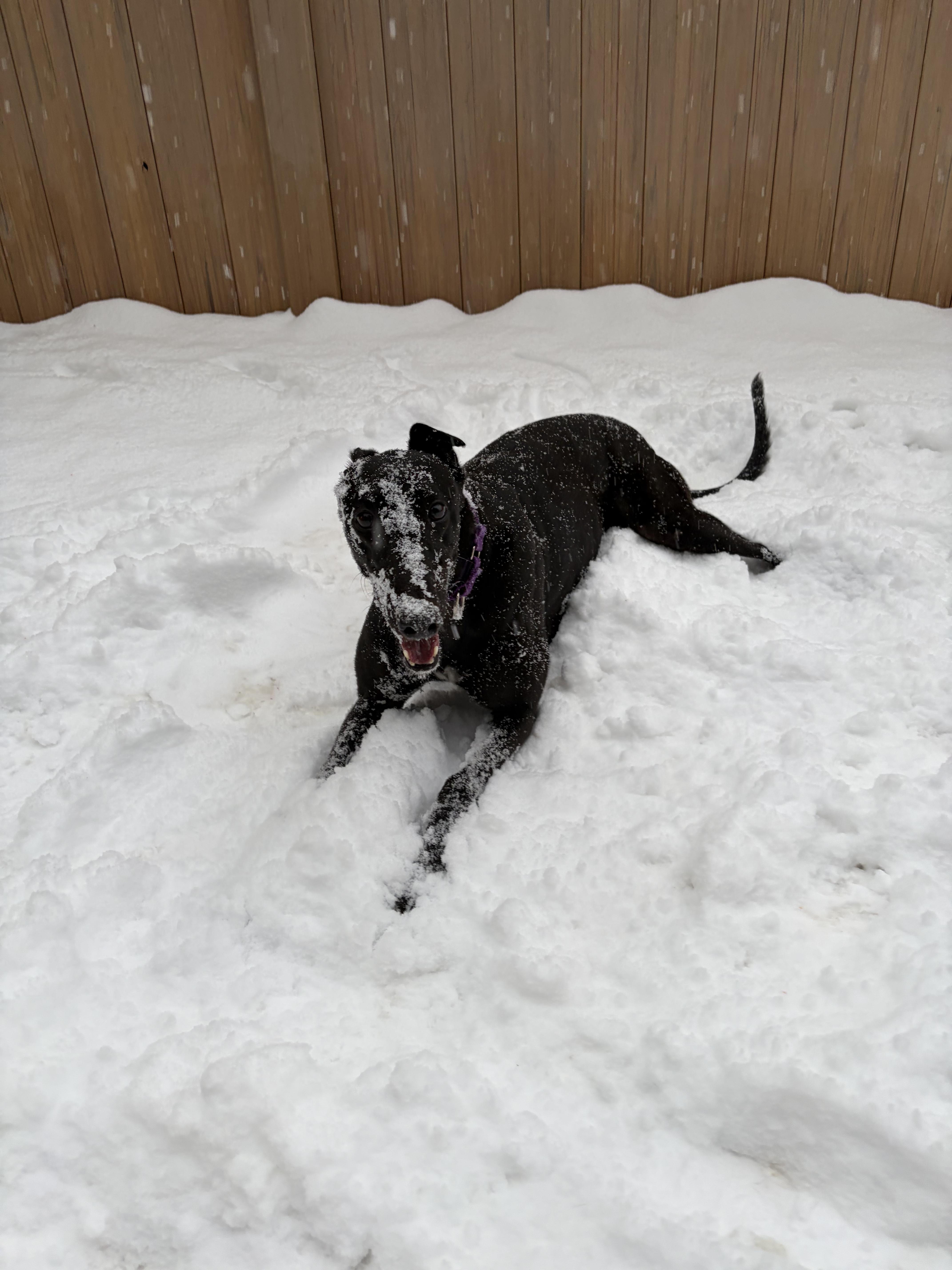 Enlarge Hoppy, a ADOPTABLE Greyhound in Swanzey, NH image 4/4