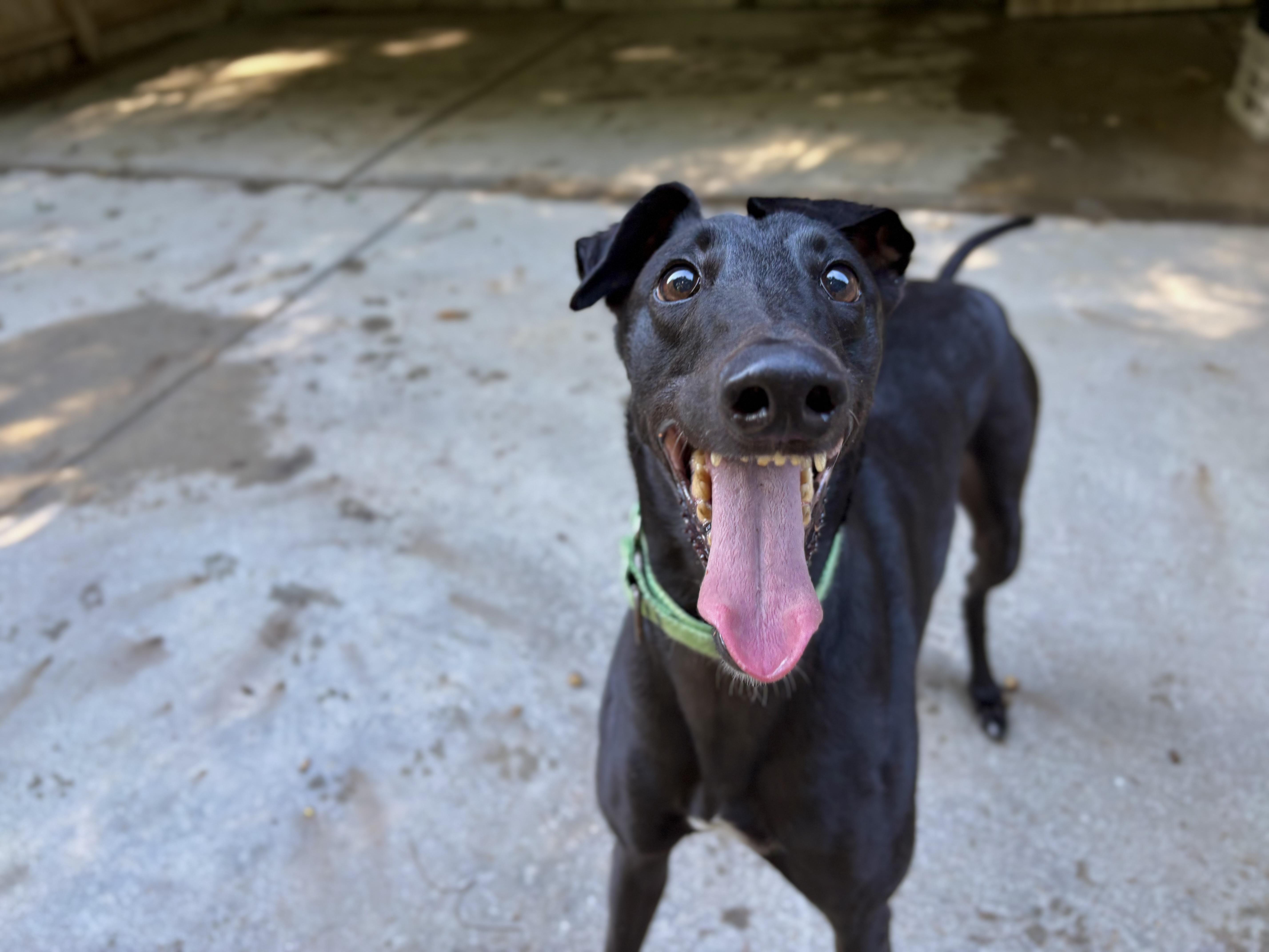 Enlarge Hoppy, a Adoptable Greyhound in Swanzey, NH image 1/6