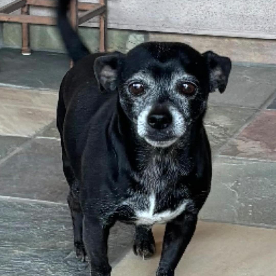 Enlarge Push, a ADOPTABLE mixed breed in Marana, AZ image 3/4