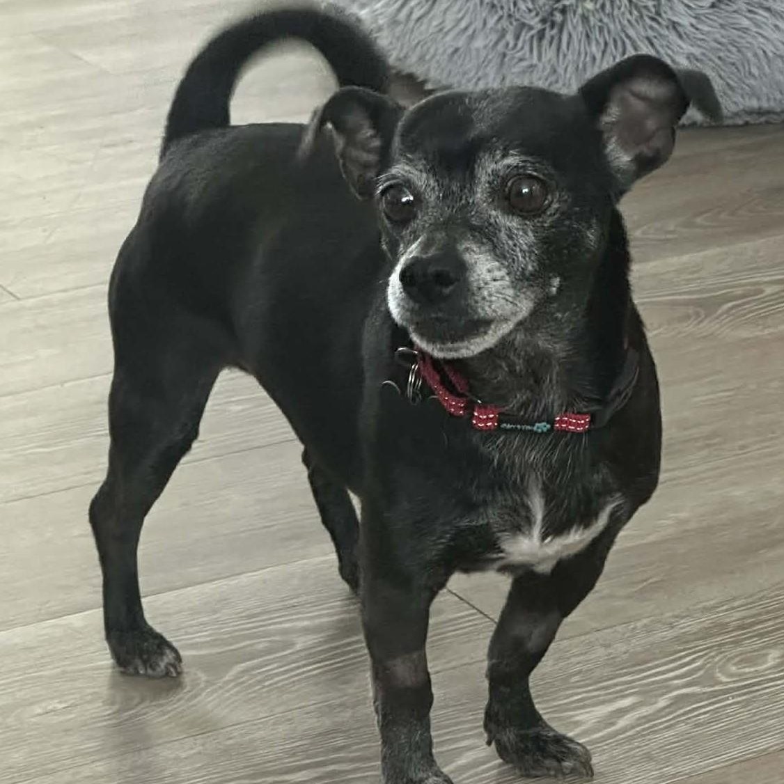 Enlarge Push, a ADOPTABLE mixed breed in Marana, AZ image 4/4