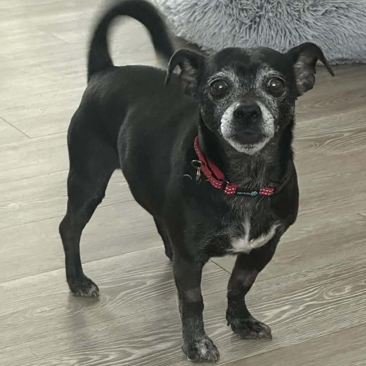 Push, ADOPTABLE, Senior Male Chihuahua & Jack Russell Terrier.
