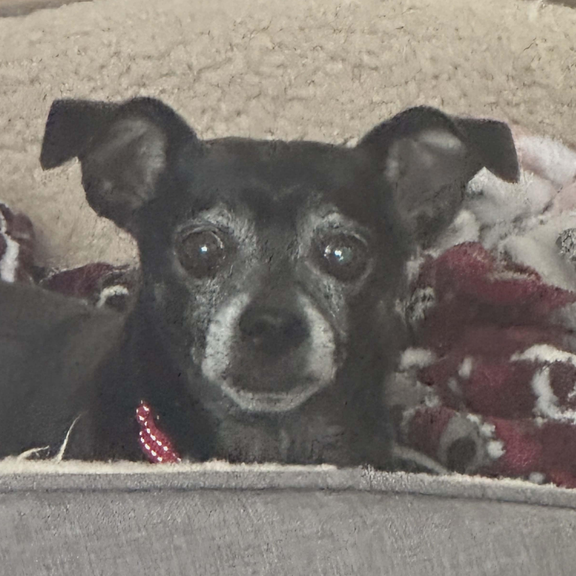 Enlarge Push, a ADOPTABLE mixed breed in Marana, AZ image 2/4