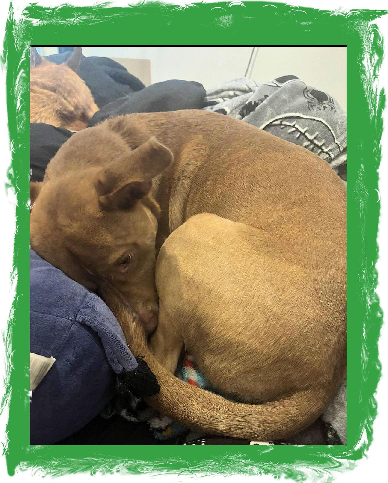 Enlarge Dobie A+ , a Adoptable mixed breed in Lake Geneva, WI image 3/6