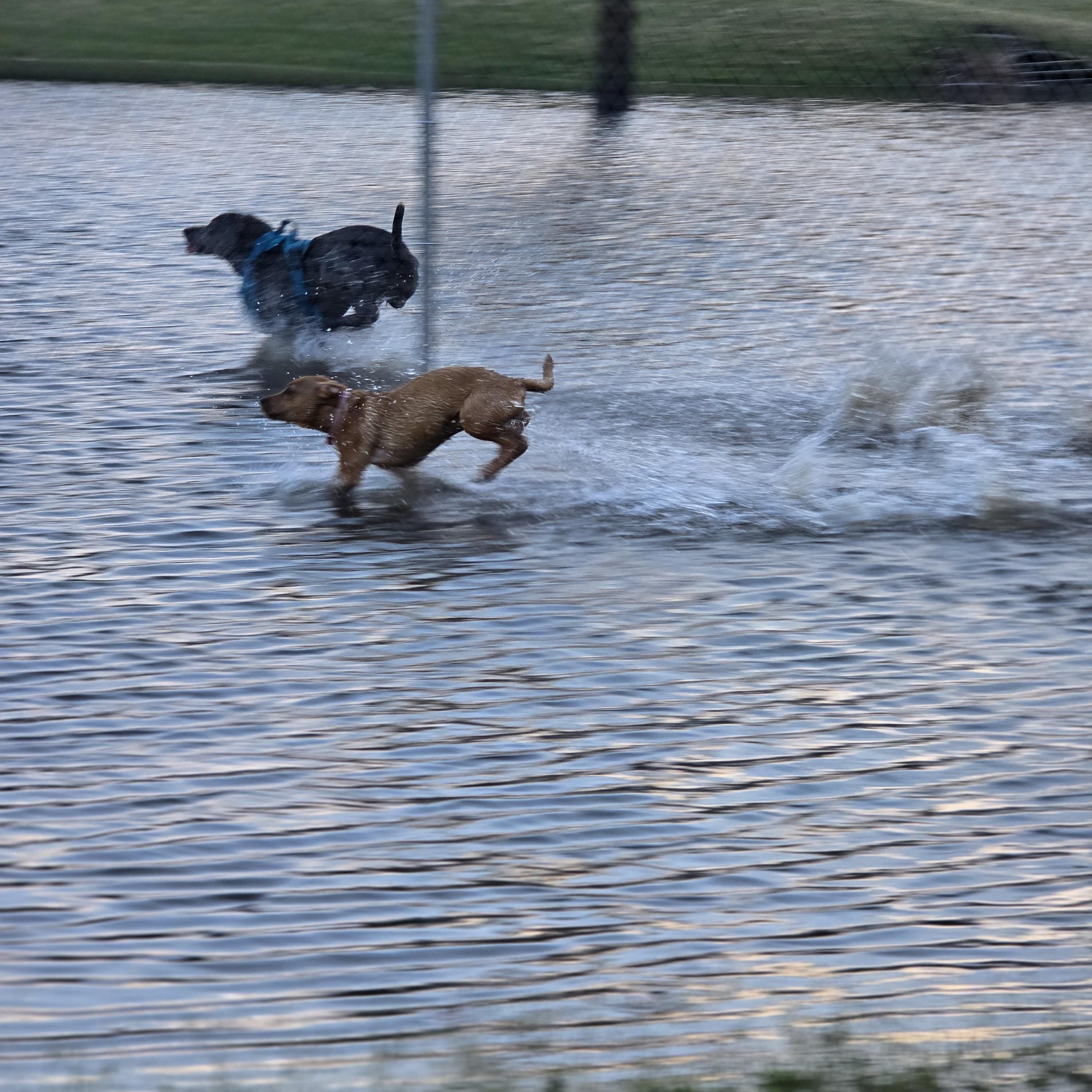 Enlarge Dobie A+ , a Adoptable mixed breed in Lake Geneva, WI image 4/6