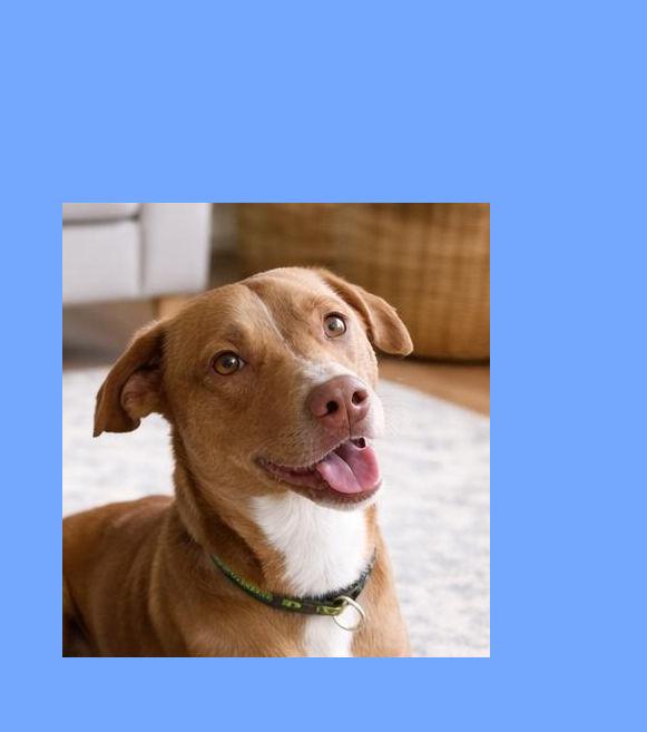 Dobie A+ , Adoptable, Young Male Yellow Labrador Retriever & Terrier.