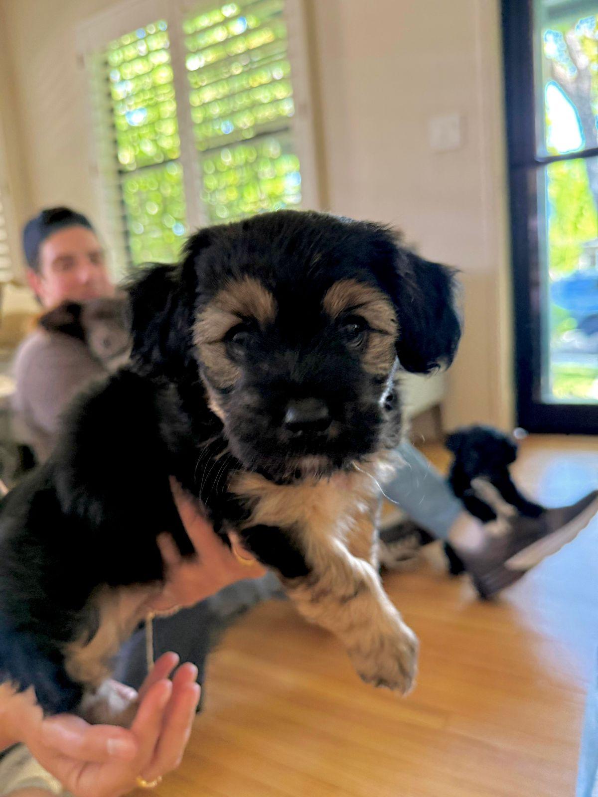 Enlarge Sprout, an adopted mixed breed in Los Angeles, CA image 1/3