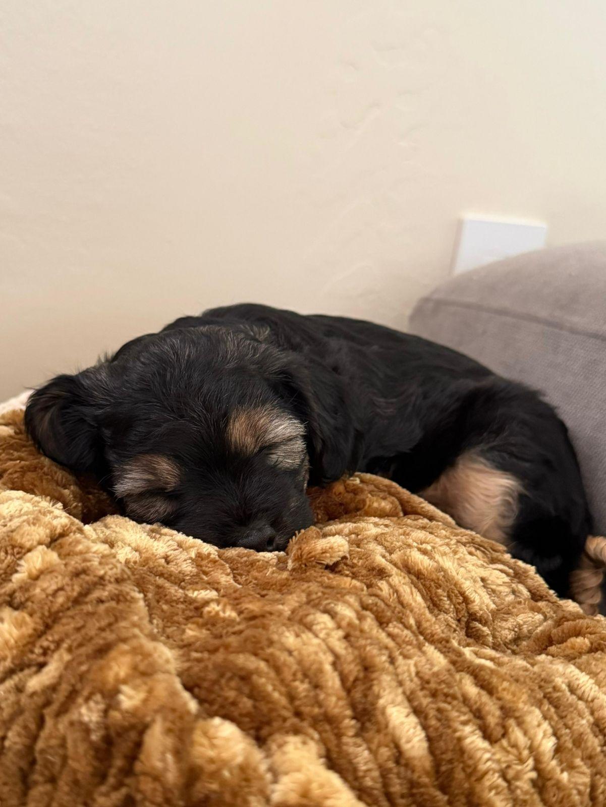 Enlarge Sprout, an adopted mixed breed in Los Angeles, CA image 2/3