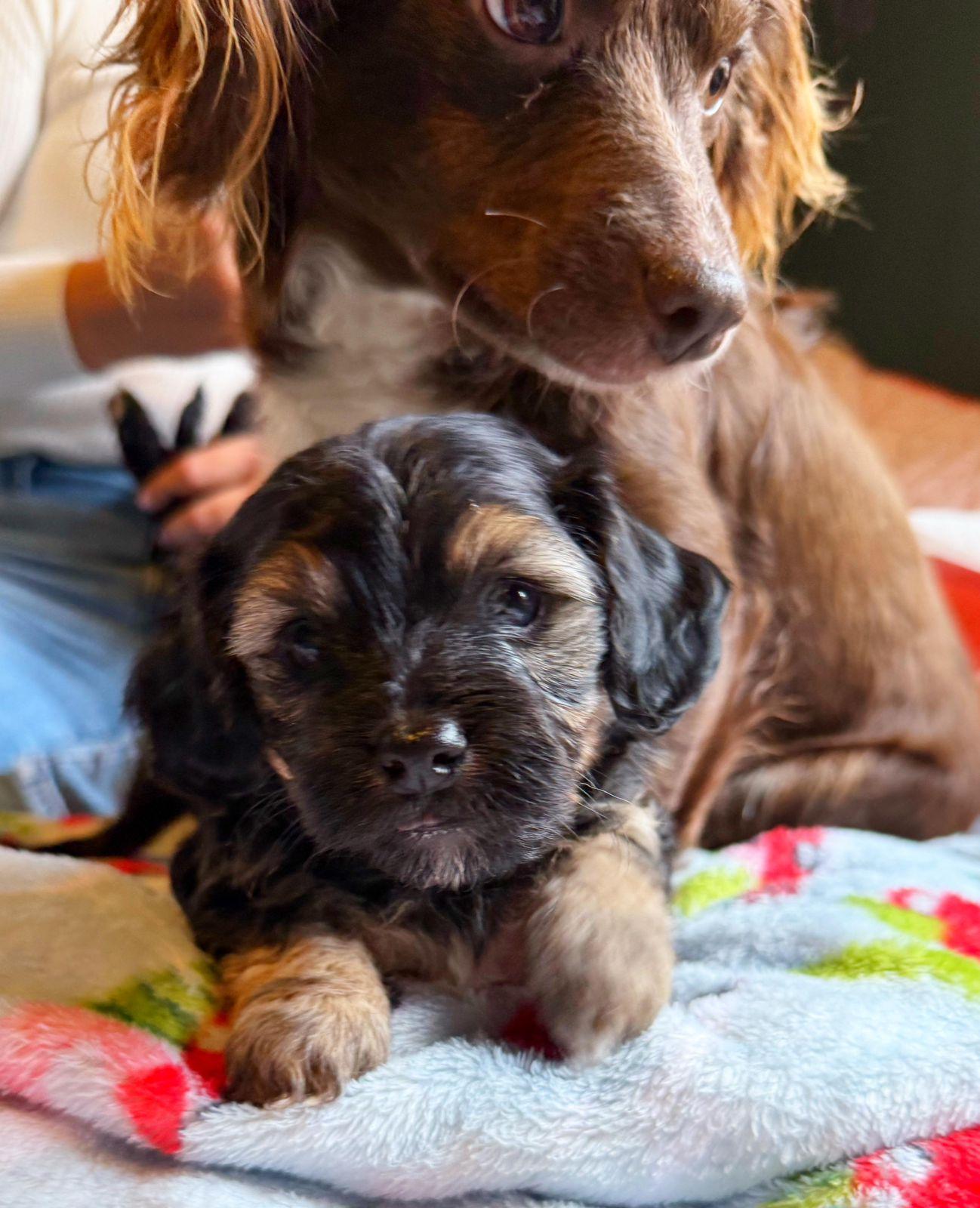 Enlarge Sprout, an adopted mixed breed in Los Angeles, CA image 3/3