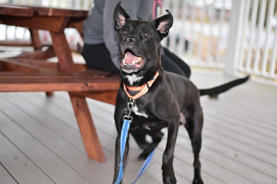 Enlarge Dex, a Adopted mixed breed in Milford, CT image 1/7