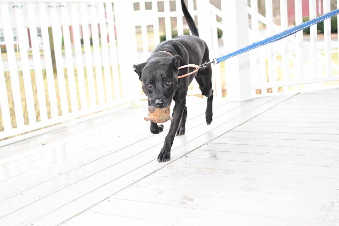 Enlarge Dex, a Adopted mixed breed in Milford, CT image 2/7