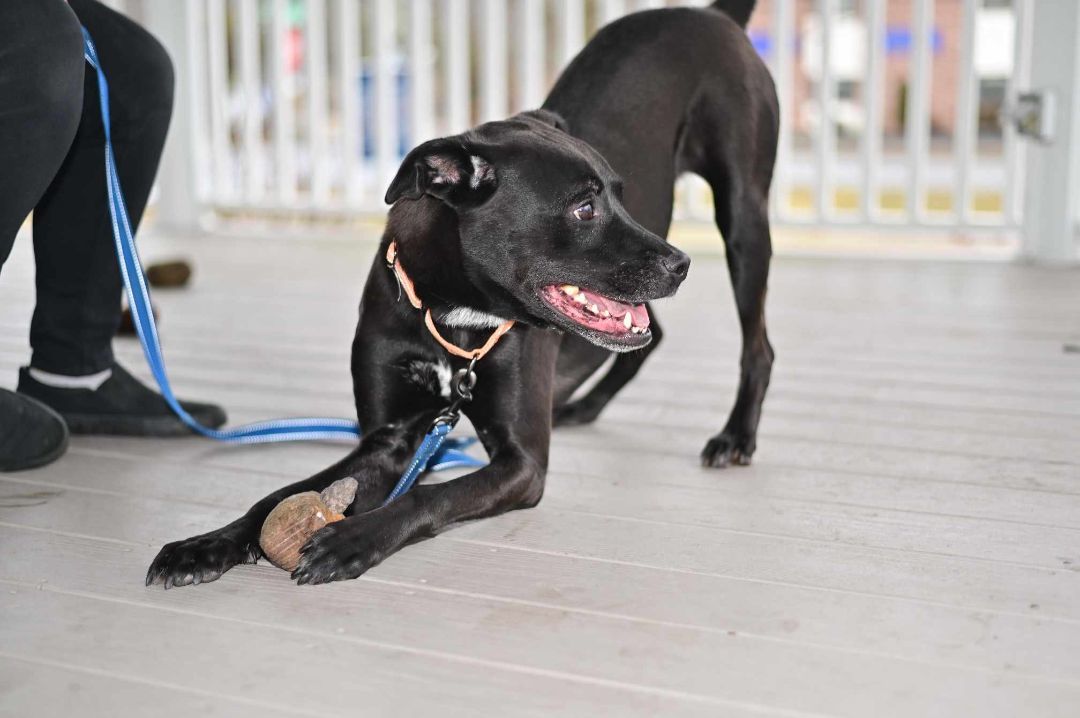 Enlarge Dex, a Adopted mixed breed in Milford, CT image 3/7